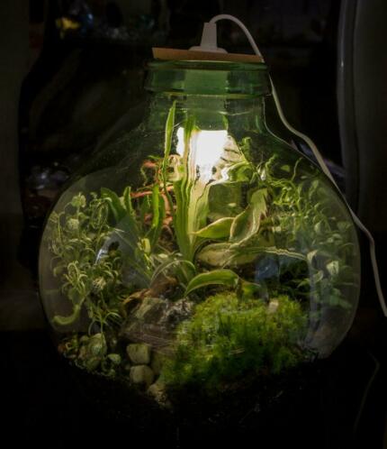 Planten Ecosysteem Terrarium glazen fles vaas pot