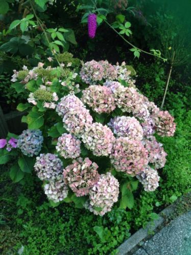 Planten gratis af te halen op zaterdag 22 augustus