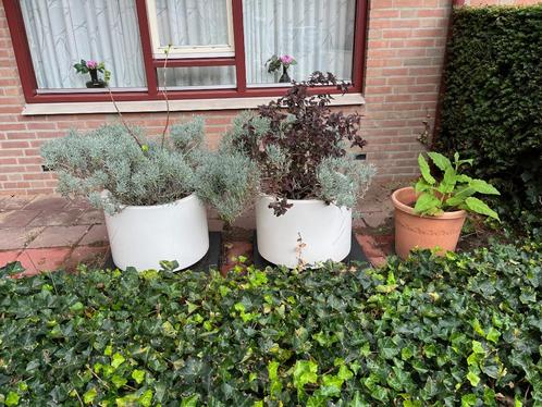 Planten in Potten