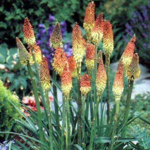 planten vuurpijl bloem