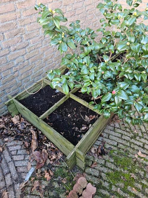 Plantenbak met plant