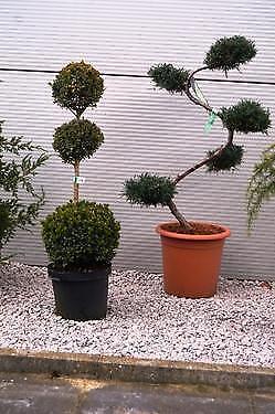 Plantenmanden, vijveraarde, substraat en Japanse Vormbomen