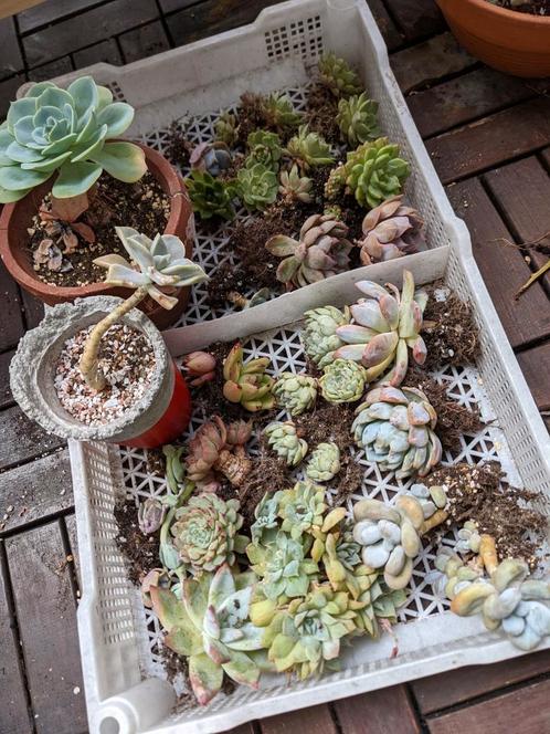 Plants  Planten  Succulents  Vetplanten