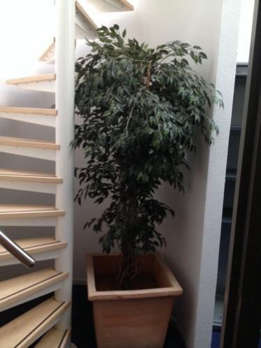 Plastic, kunsstof plant 2.00 Mtr bij 0.50 Cm 