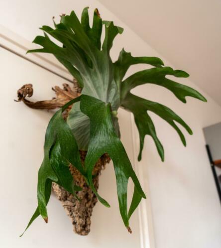 Platycerium Superbum Hertshoorn Staghorn Fern Grote