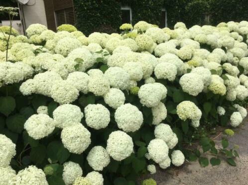 Pluimhortensia en Hydrangea Annabelle vanaf 3 voor 10,00