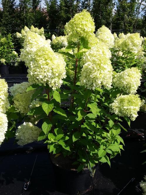 pluimhortensia Hydrangea paniculata, schapenkop hortensia