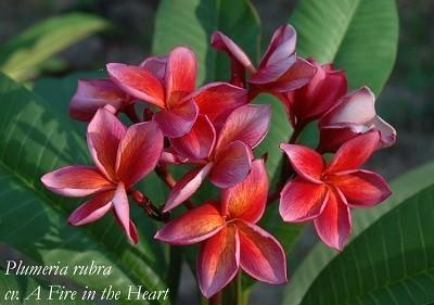 Plumeria A fire in the heart zaailingen