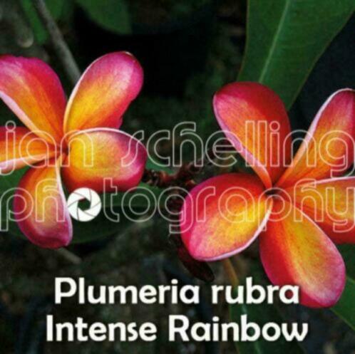 Plumeria Frangipani Bali planten - veel nieuwe varianten