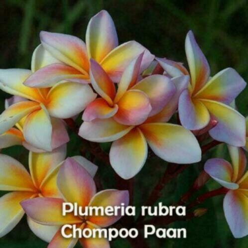 Plumeria Frangipani Bali planten - veel nieuwe varianten