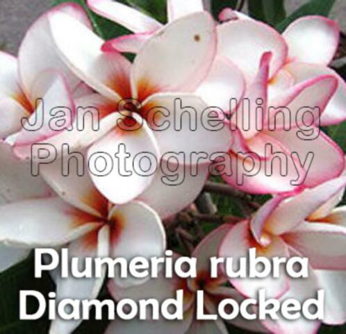 Plumeria Frangipani planten Bali nieuwe varianten