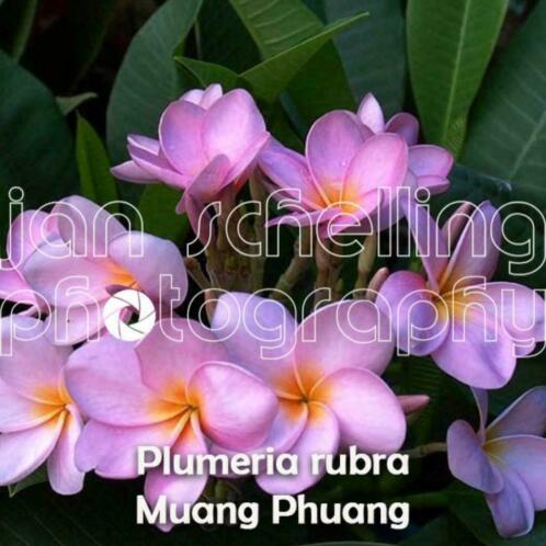 Plumeria rubra Frangipani Bali - nieuwe varianten