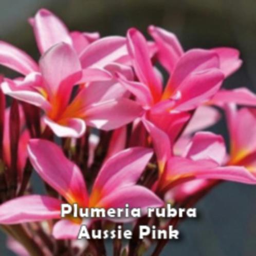 Plumeria Rubra - Frangipani (diverse soorten)