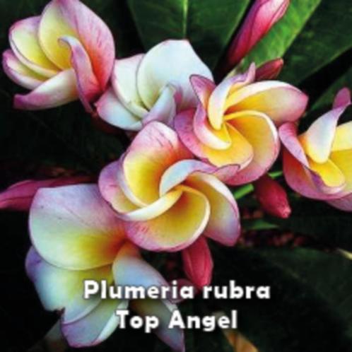 Plumeria Rubra  Frangipani - nog slechts enkele exemplaren
