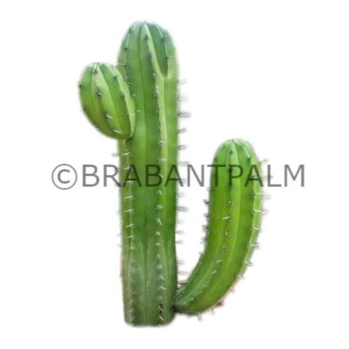 Polaskia chichipe cactus. 