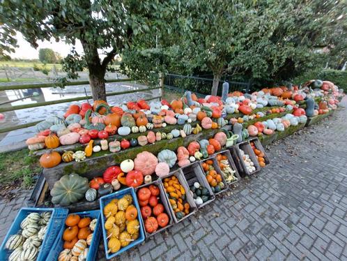 Pompoenen en sierkalebassen