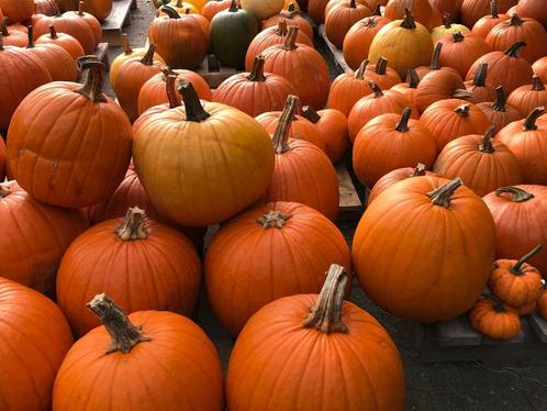 Pompoenen, kalebassen en Halloween