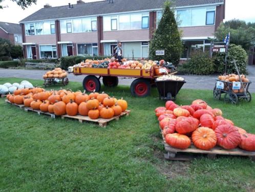 Pompoenen, kalebassen en halloweenpompoenen