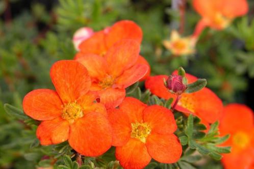 Potentilla fruticosa 039Red Ace039 (Vasteplanten)