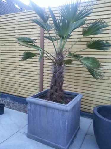 Prachtig en goedverzorgde palm incl pot