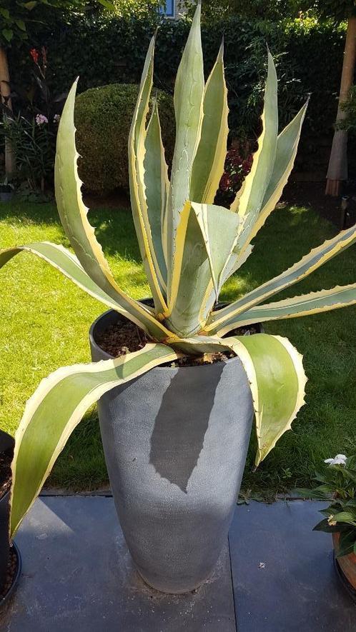 Prachtige Agave