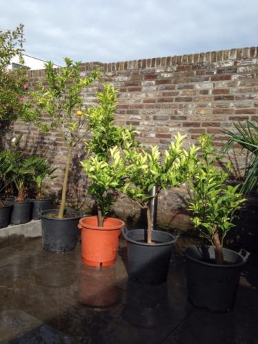 prachtige citrusbomen,olijfboompjes,brugmansia