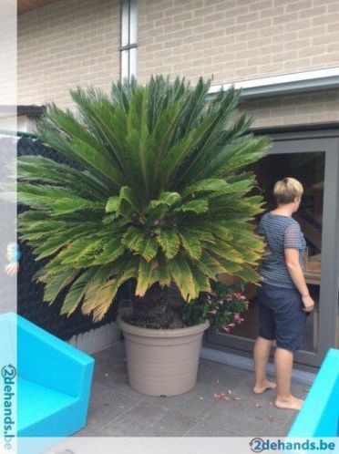 Prachtige cycas revoluta 2.5m hoogte