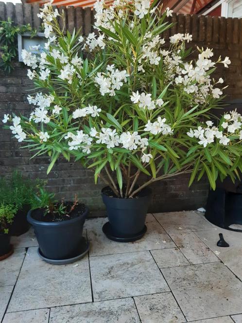 Prachtige, grote, volle, witte oleander