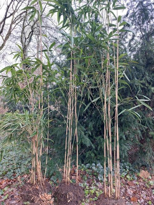 Prachtige Japanse bamboepseudosada japonica groenblijvend
