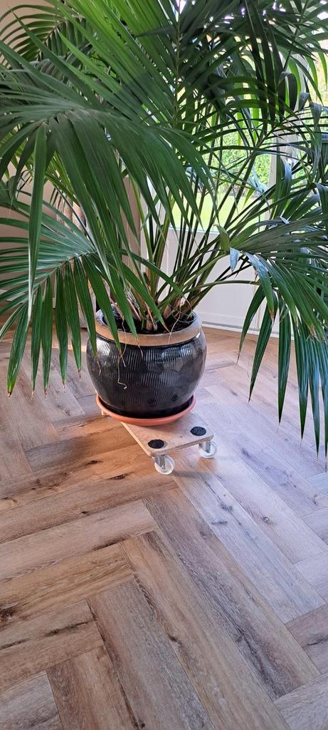 Prachtige kamerplant. Officile naam is Kentia palm.