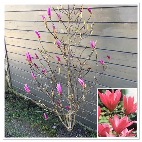 Prachtige Magnoliax27s in soorten en maten