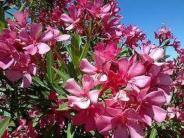 Prachtige Oleander struiken, alle kleuren op voorraad.