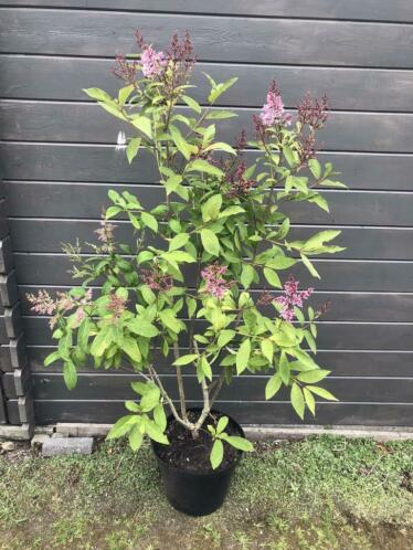 Prachtige seringenstruiken 120140 cm