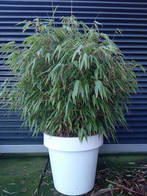 Prachtige XXL mooie bamboe incl. witte pot