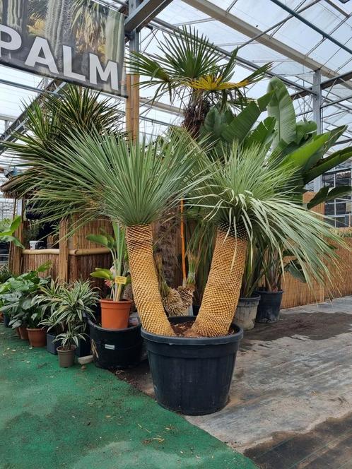 Prachtige Yucca rostrata met twee stammen. OPRUIMING