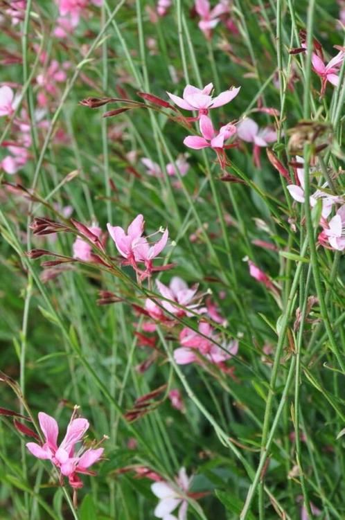 Prachtkaars Gaura lindheimeri Siskiyou Pink Pot