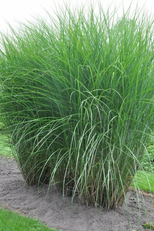 Prachtriet Miscanthus sinensis Gracillimus Pot