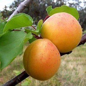 Prunus armeniaca (leivorm)
