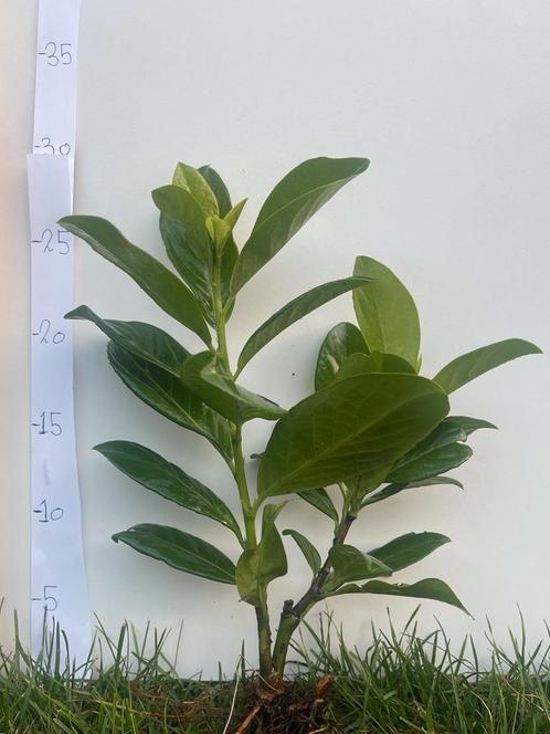Prunus lauroseracus novita plantgoed laurier