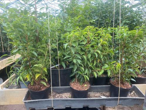 Prunus lusitanica, zware planten, 3 in n pot 4060 cm