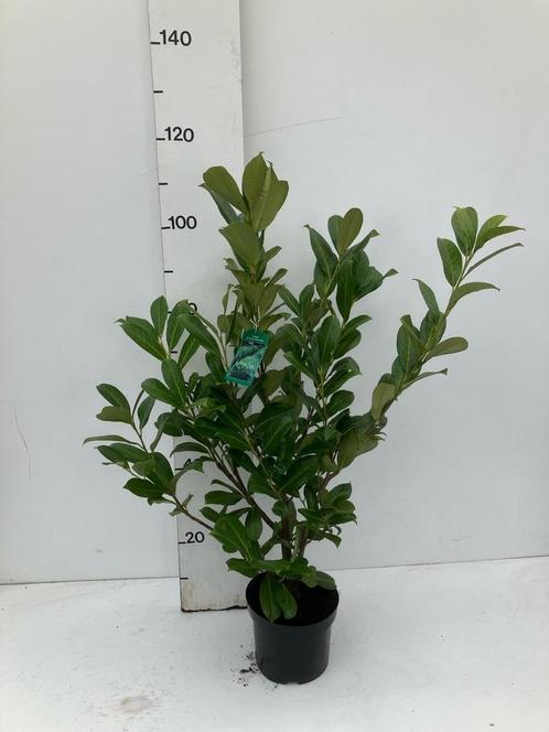 Prunus Rotundifolia 80 cm