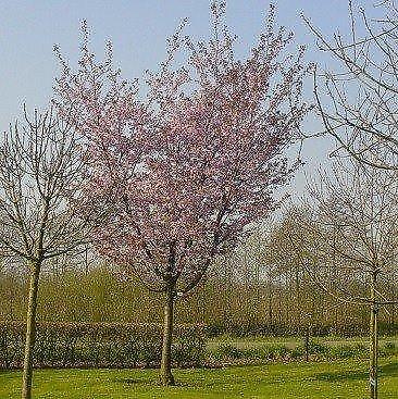 Prunus sargentii 039Rancho039