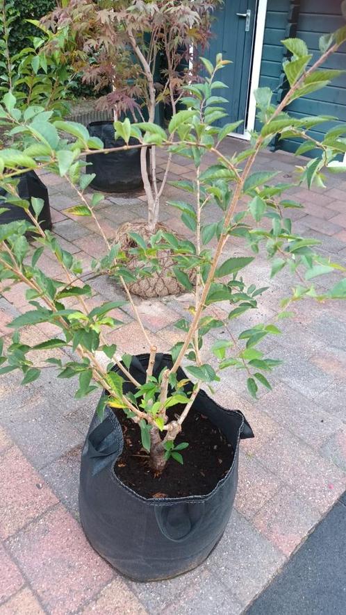 Prunus x27The Bridex27 struik