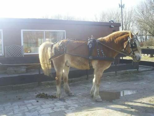 Pure paardenmest