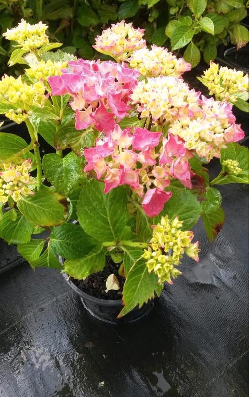 quotAllequot soorten Hydrangea of Hortensia