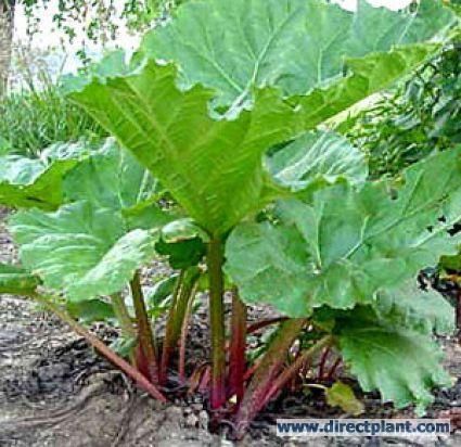 rabarber maggiplant groenteplanten sla kruiden 