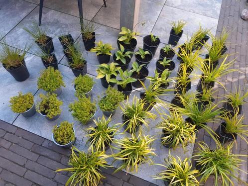 Restpartij vaste planten 46 stuks in 5 soorten