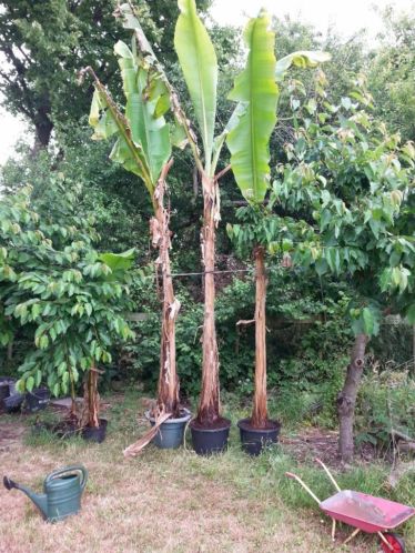 REUZEN Bananenplant Bananenboom Musa Basjoo 4 mtr, stam70cm