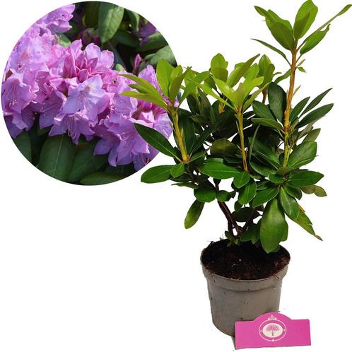 Rhododendron Catawbiense Grandiflorum roze blo