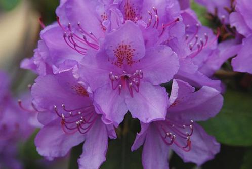 Rhododendron - Diverse soorten en maten, alle kleuren